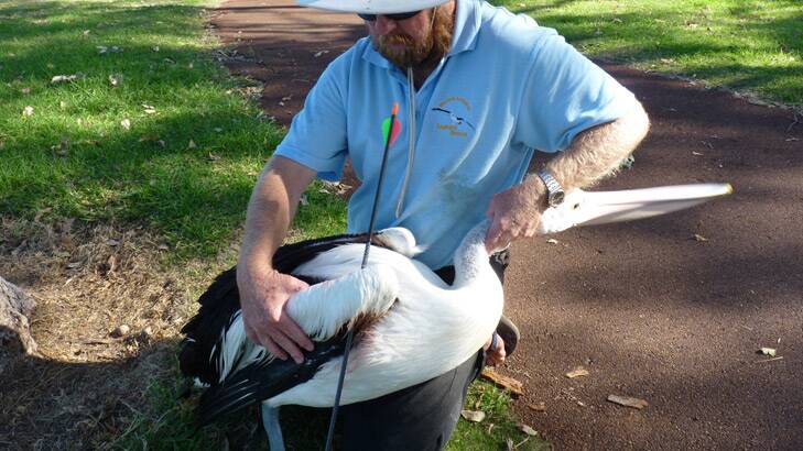 WA Seabird Rescue volunteer Craig Lester with the bird injured on Sunday.