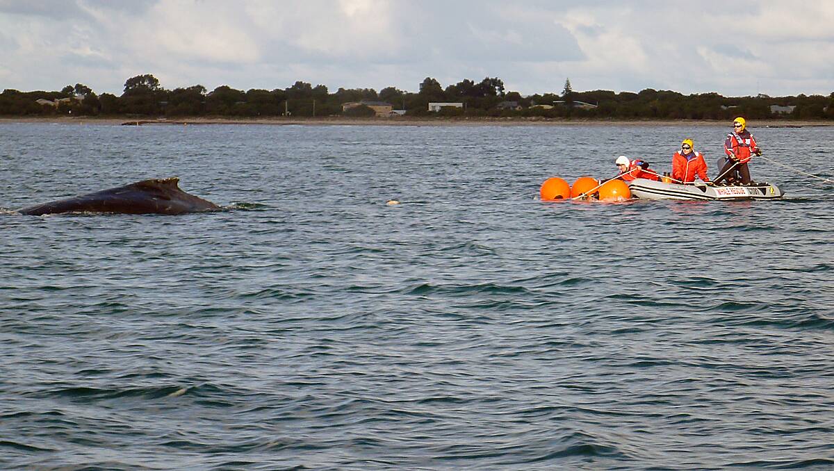 A humpback whale was freed after it became tangled near the Busselton Jetty in June.