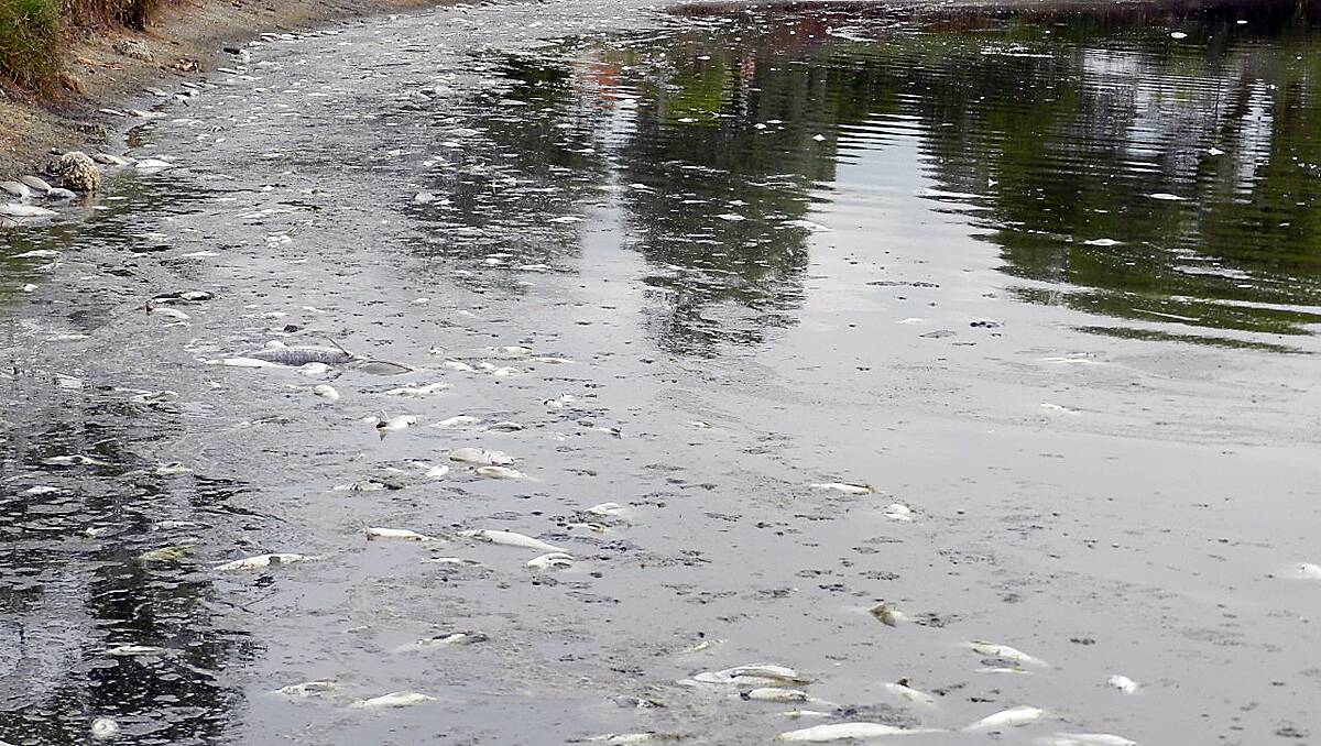 Thousands of fish have been found dead in the Vasse Estuary at Wonnerup.