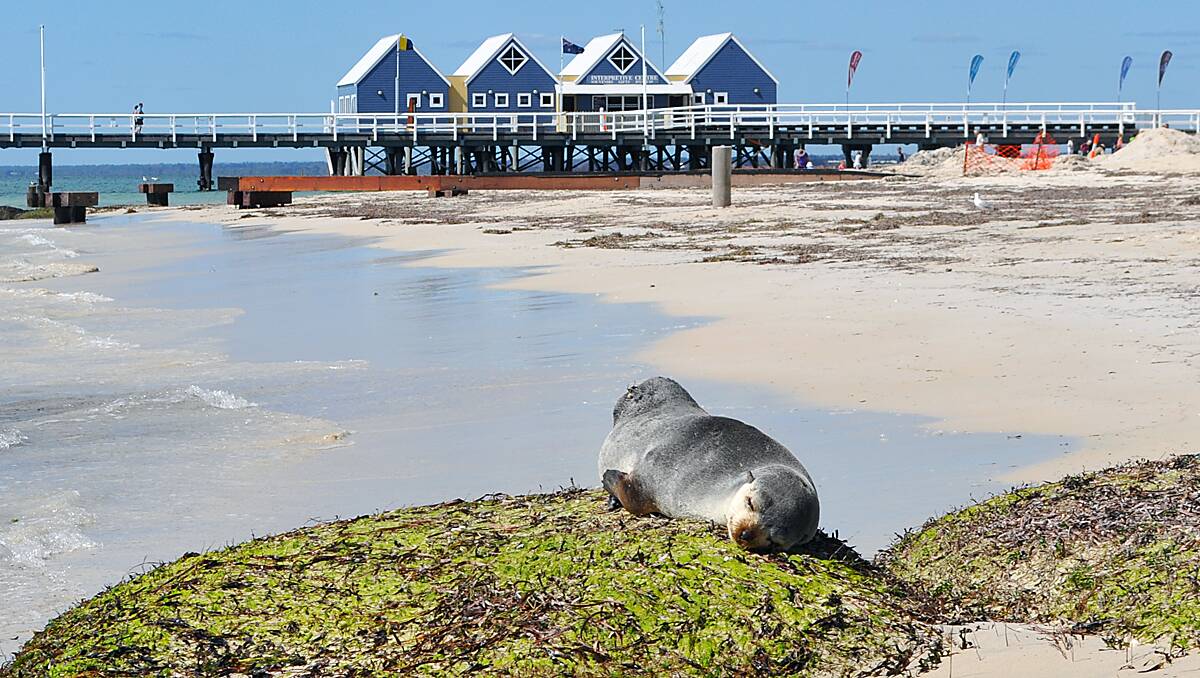 This seal called a rock near the jetty home in October.